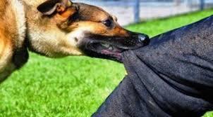 Ο Δήμος Πατρέων εφόσον δεν μπορεί να λύση το πρόβλημα με τα αδέσποτα, ας εντάξει και μαθήματα αυτοπροστασίας από επιθέσεις σκύλων στους κατοίκους.